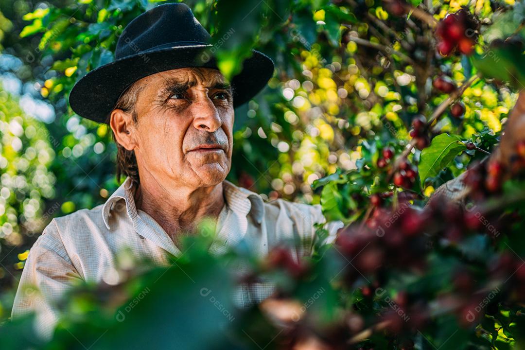 Homem latino colhendo grãos de café em um dia ensolarado. O agricultor de café está colhendo bagas de café. Brasil