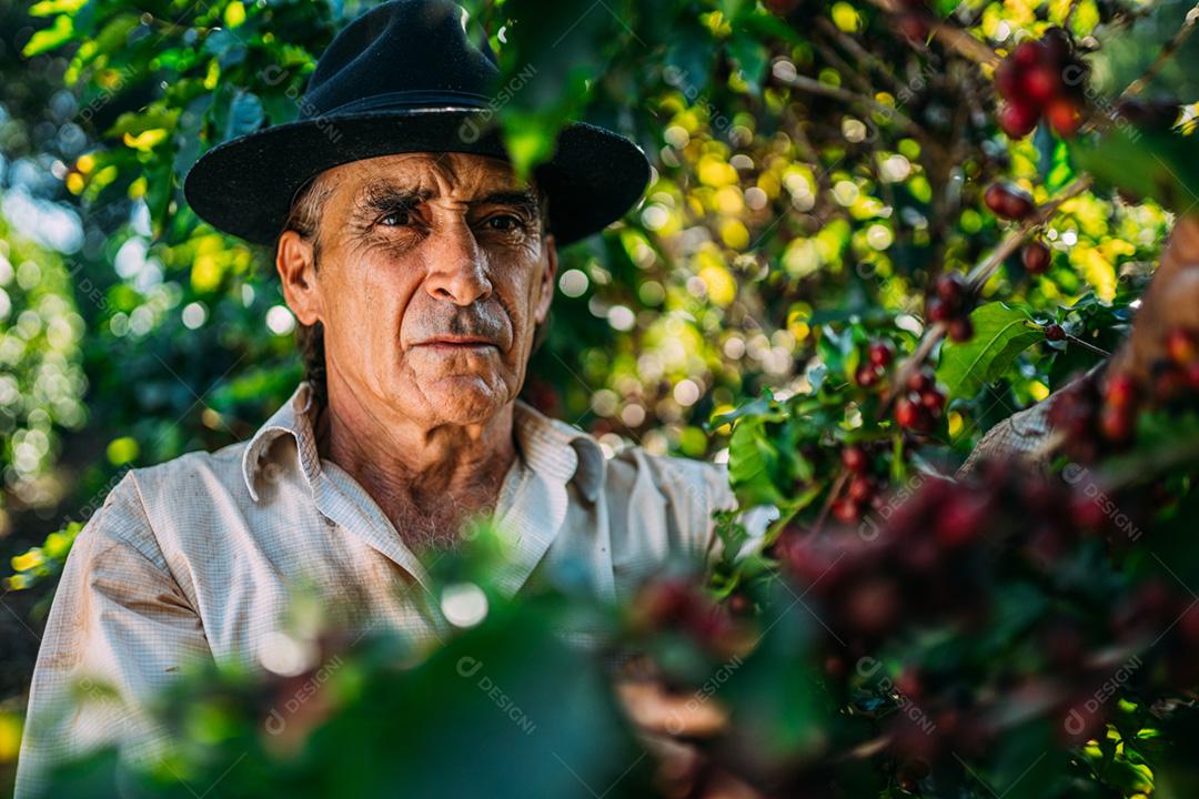 Homem latino colhendo grãos de café em um dia ensolarado. O agricultor de café está colhendo bagas de café. Brasil