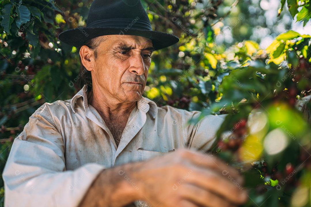 Homem latino colhendo grãos de café em um dia ensolarado. O agricultor de café está colhendo bagas de café. Brasil