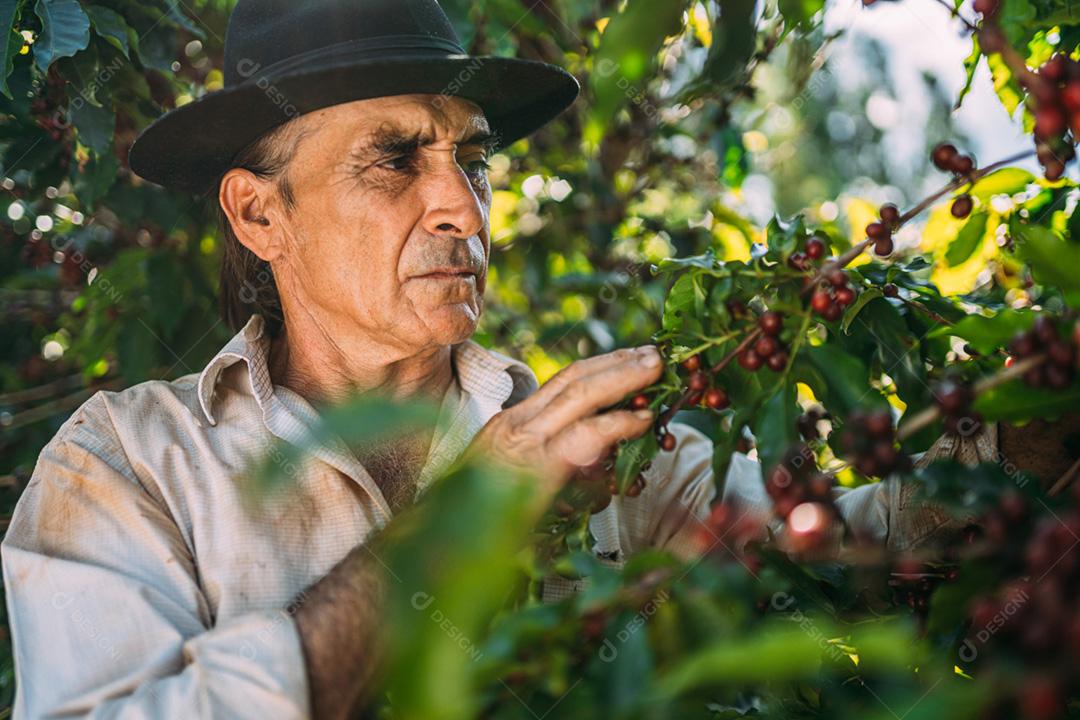 Homem latino colhendo grãos de café em um dia ensolarado. O agricultor de café está colhendo bagas de café. Brasil