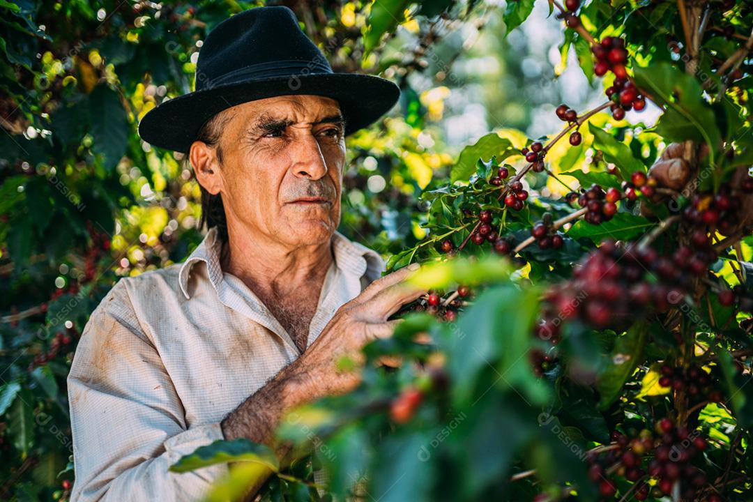 Homem latino colhendo grãos de café em um dia ensolarado. O agricultor de café está colhendo bagas de café. Brasil