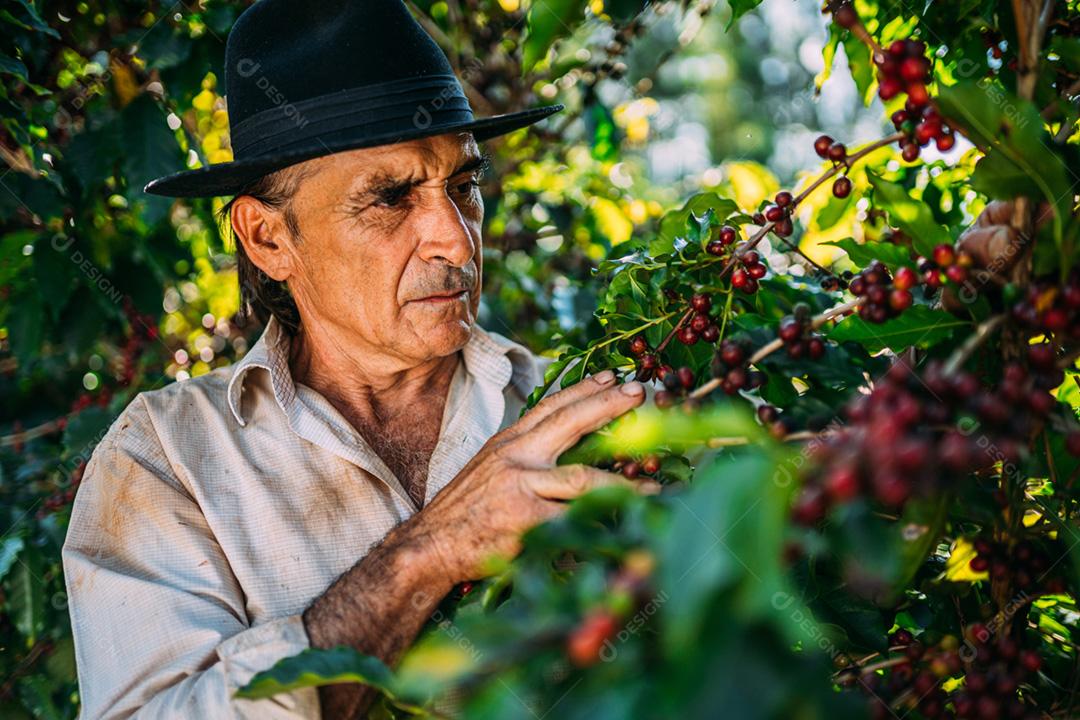 Homem latino colhendo grãos de café em um dia ensolarado. O agricultor de café está colhendo bagas de café. Brasil
