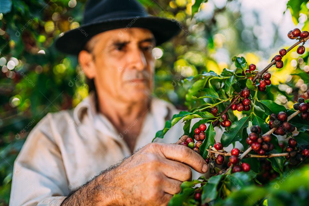 Homem latino colhendo grãos de café em um dia ensolarado. O agricultor de café está colhendo bagas de café. Brasil