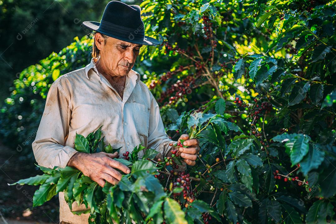 Homem latino colhendo grãos de café em um dia ensolarado. O agricultor de café está colhendo bagas de café. Brasil