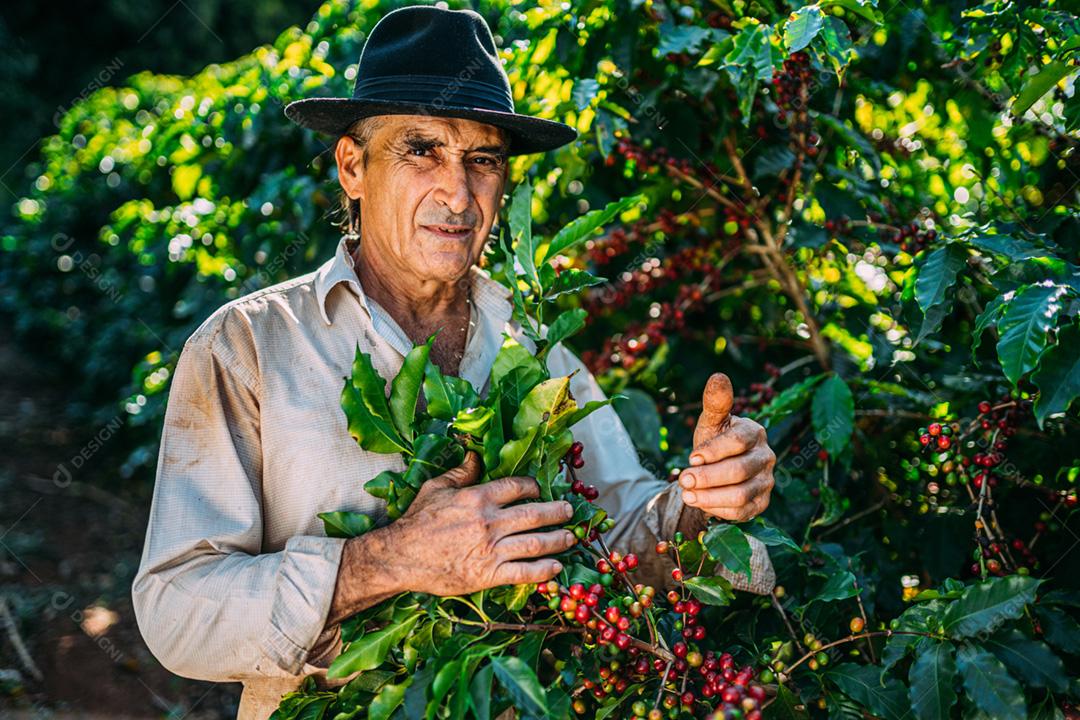 Homem latino colhendo grãos de café em um dia ensolarado. O agricultor de café está colhendo bagas de café. Brasil