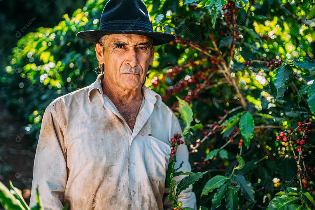 Homem latino colhendo grãos de café em um dia ensolarado. O agricultor de café está colhendo bagas de café. Brasil