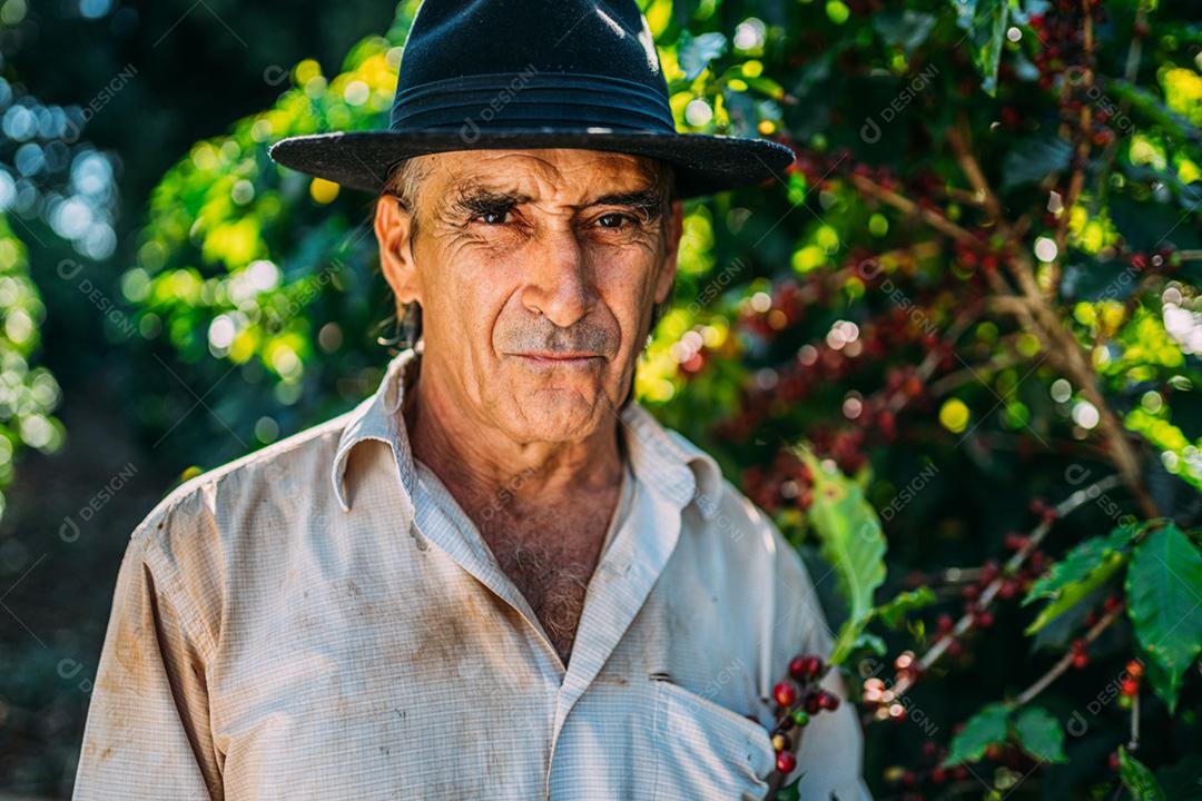 Homem latino colhendo grãos de café em um dia ensolarado. O agricultor de café está colhendo bagas de café. Brasil