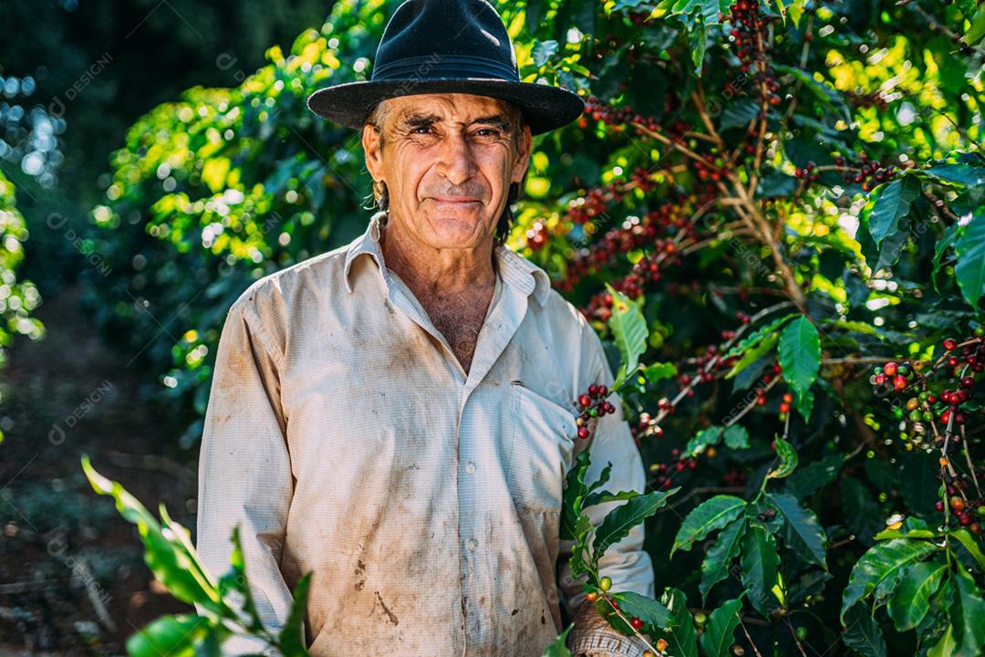 Homem latino colhendo grãos de café em um dia ensolarado. O agricultor de café está colhendo bagas de café. Brasil