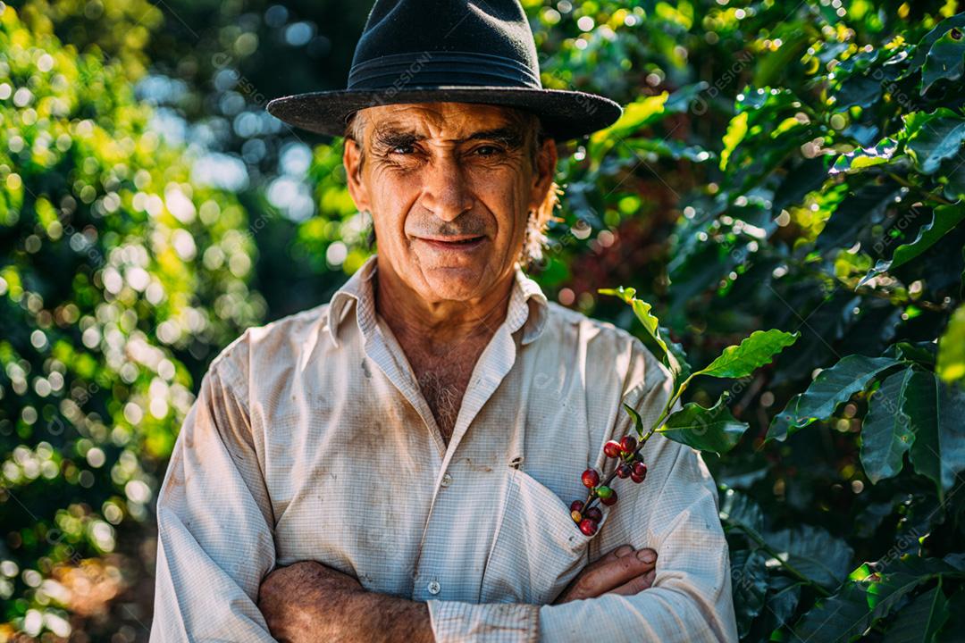 Homem latino colhendo grãos de café em um dia ensolarado. O agricultor de café está colhendo bagas de café. Brasil