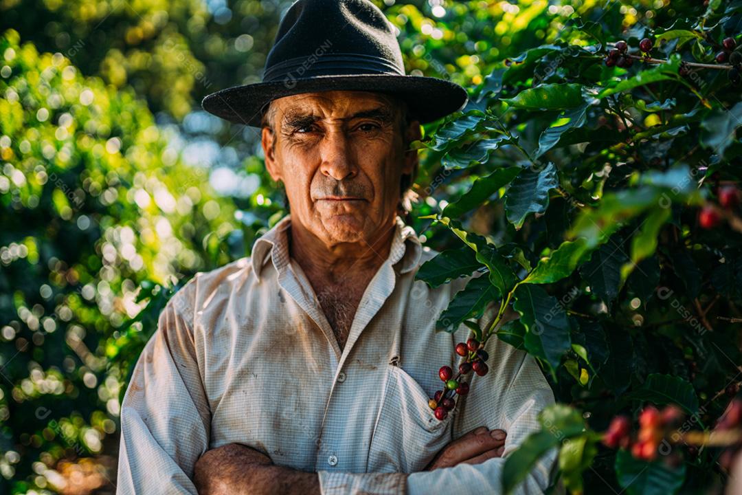 Homem latino colhendo grãos de café em um dia ensolarado. O agricultor de café está colhendo bagas de café. Brasil