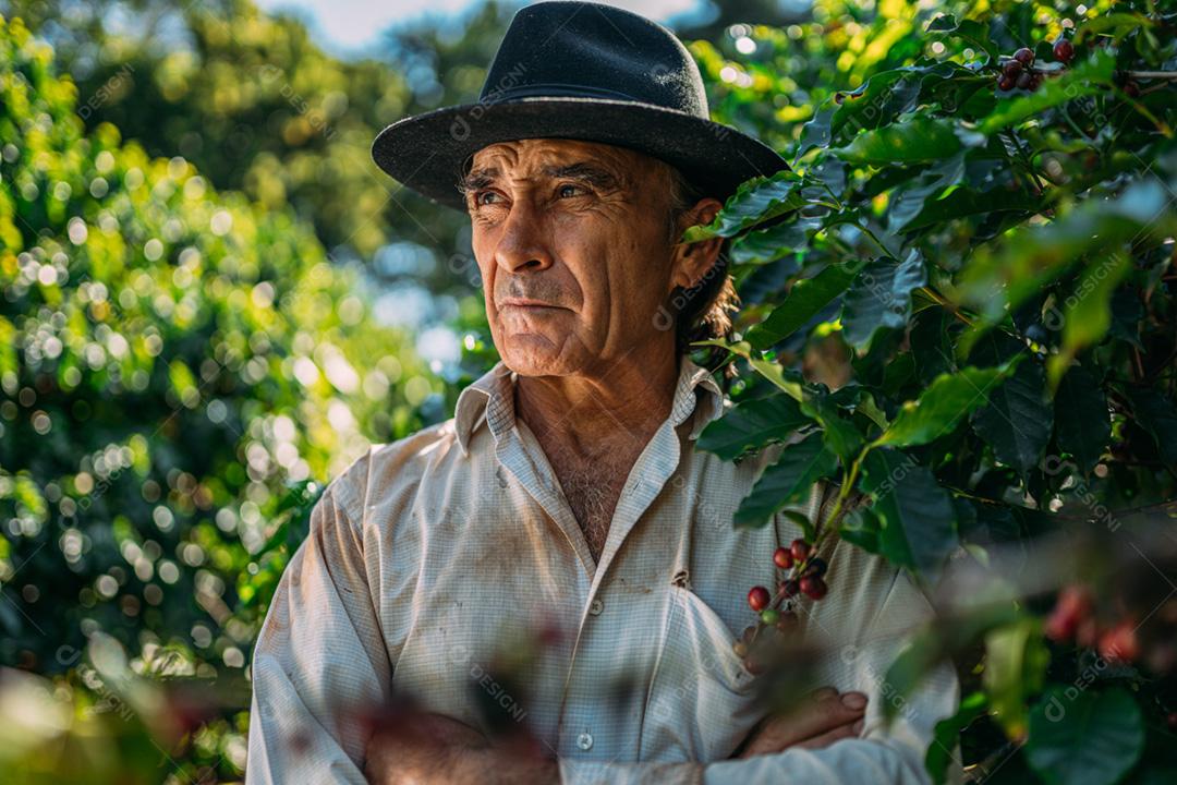 Homem latino colhendo grãos de café em um dia ensolarado. O agricultor de café está colhendo bagas de café. Brasil
