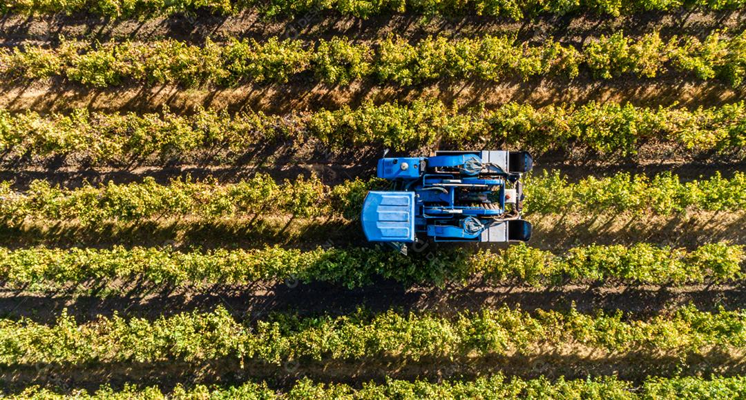 Colheita de uvas no vinhedo chileno com colheitadeira. Chile, América Latina.