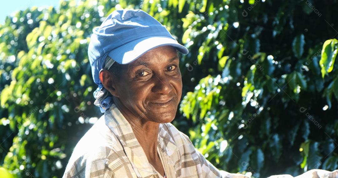 Mulher sorridente do Brasil colhendo sementes de café vermelho na plantação de café.