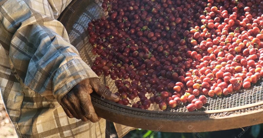Mulher agricultora brasileira colhendo sementes de café vermelho na plantação de café.