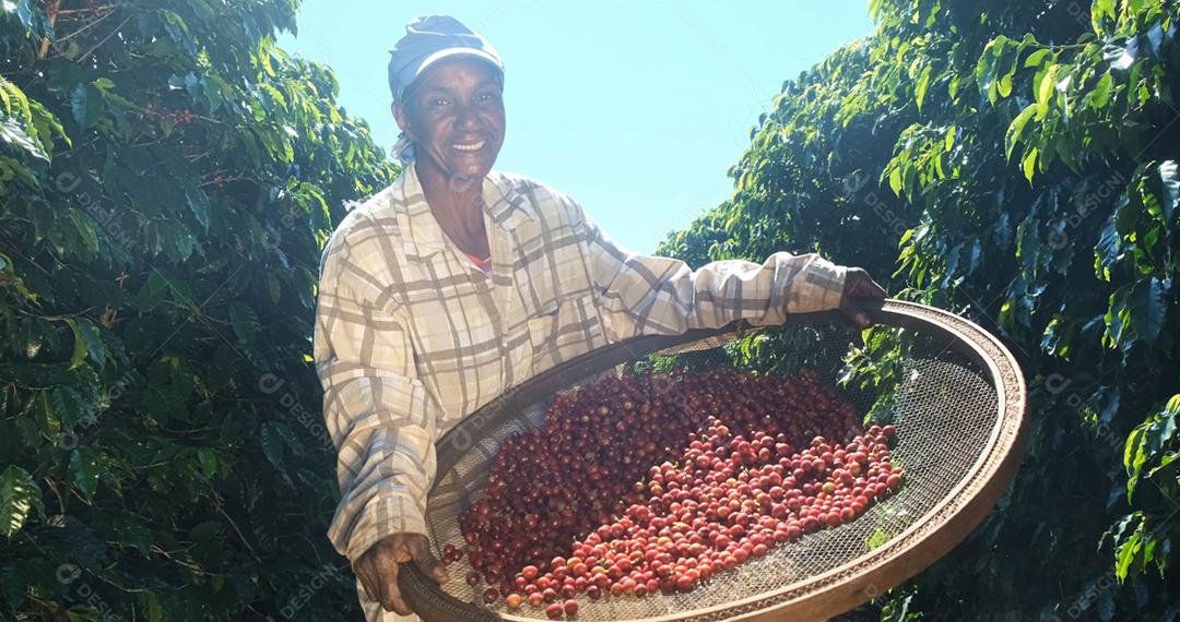 Mulher sorridente do Brasil colhendo sementes de café vermelho na plantação de café.