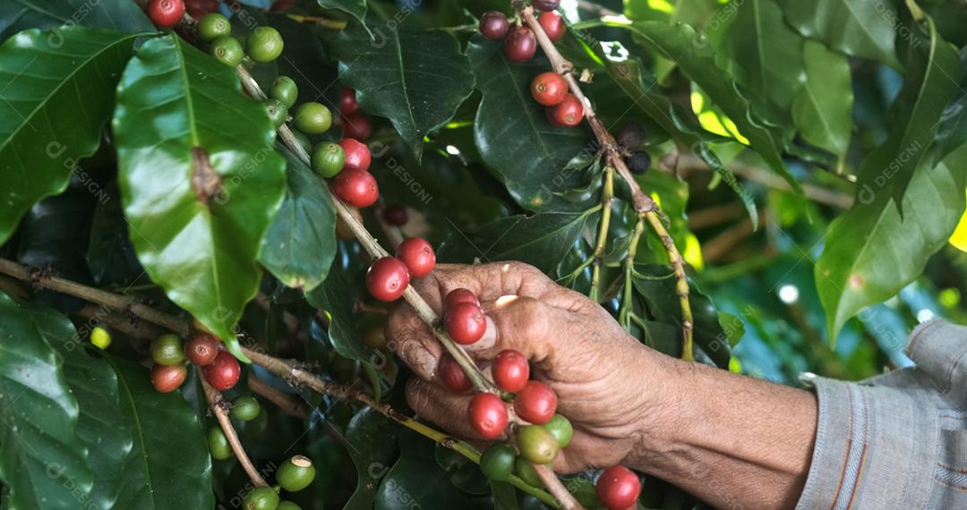 Café arábica sendo colhido manualmente pelas mãos de agricultoras. café especial brasileiro
