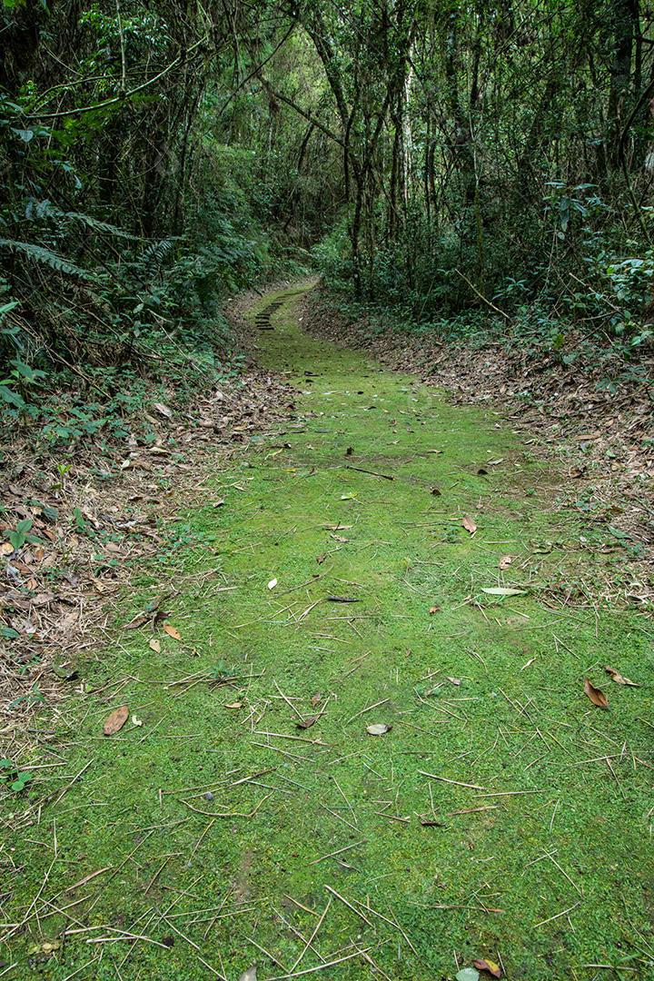 Caminho através de uma floresta tropical no sudeste do Brasil