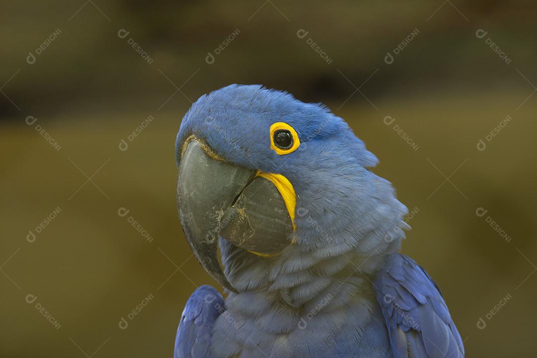 Retrato de uma arara azul