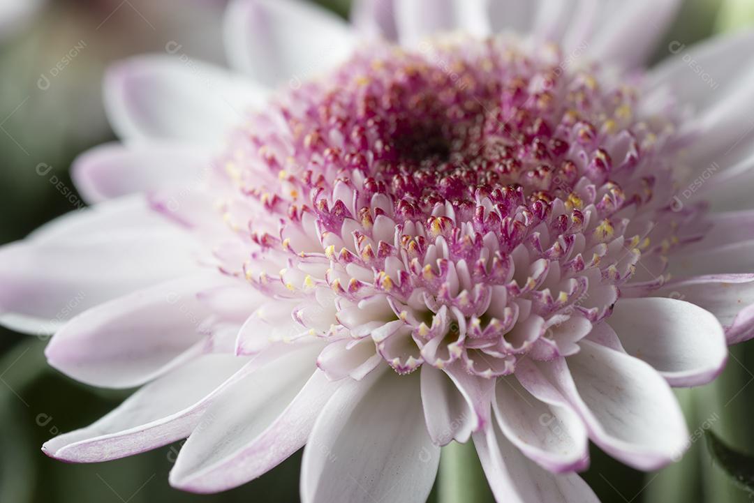 uma flor branca e rosa