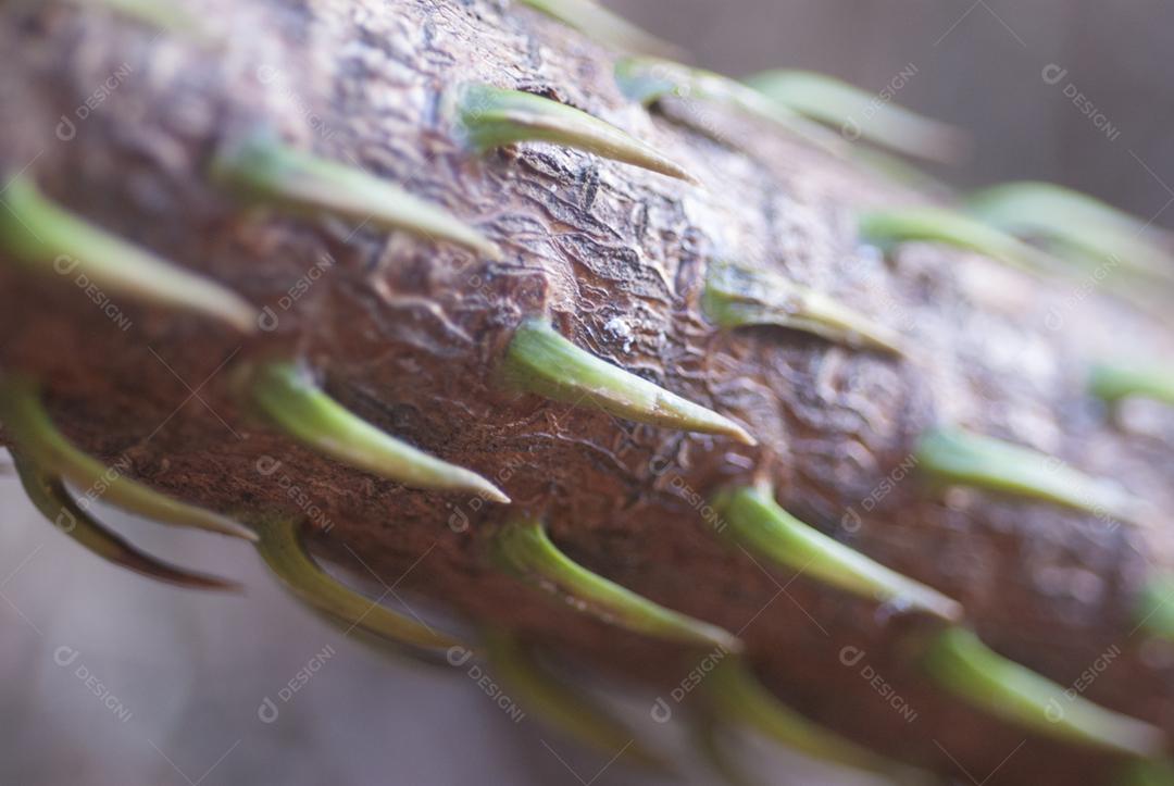 Madeira espinhosa no meio da floresta arvore