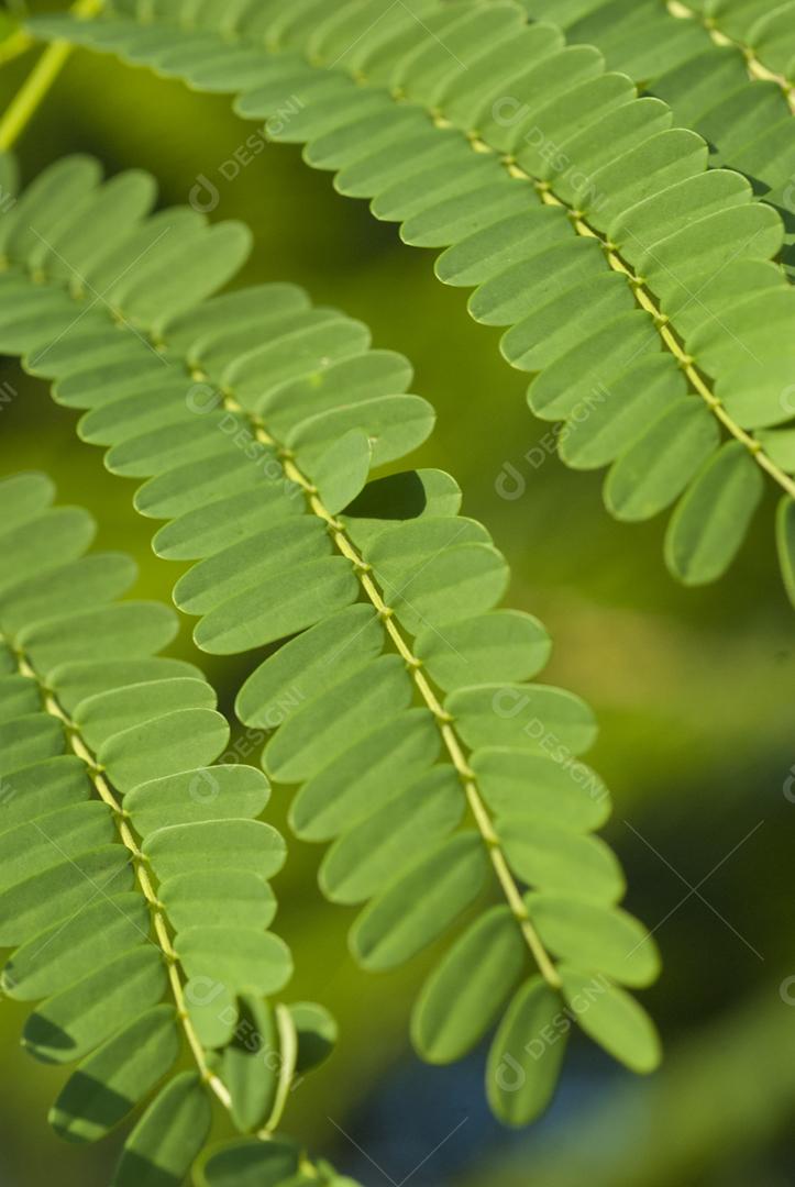 Folhas verde sobre floresta fundo desfocado arvore