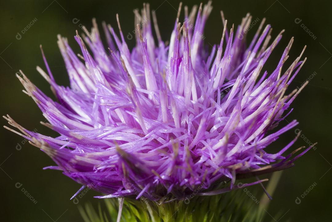 Cardo planta flor roxa sobre fundo desfocado jardim