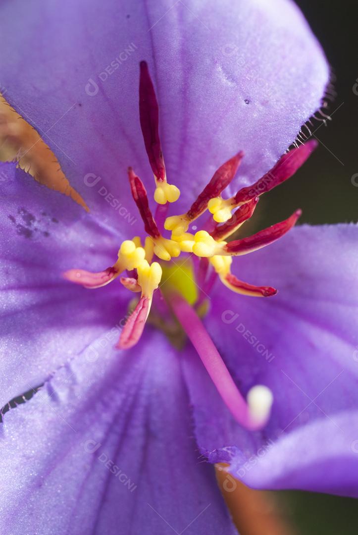 Flor planta jardim Tibouchina urvilleana