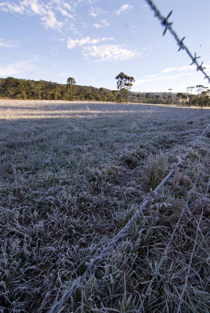 Fazenda arame farpado sobre matos floresta