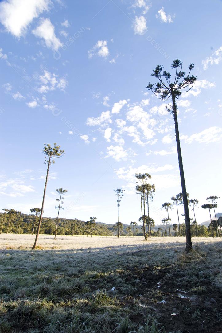 Paisagem sobre campo arvore céu nublado