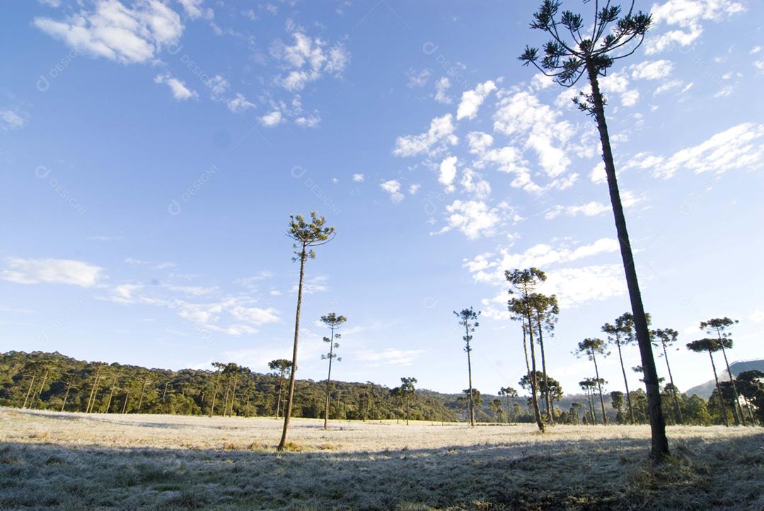 Paisagem sobre campo arvore céu nublado