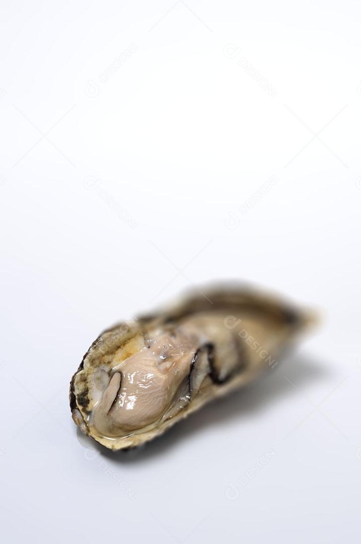 Ostra animal sobre fundo branco