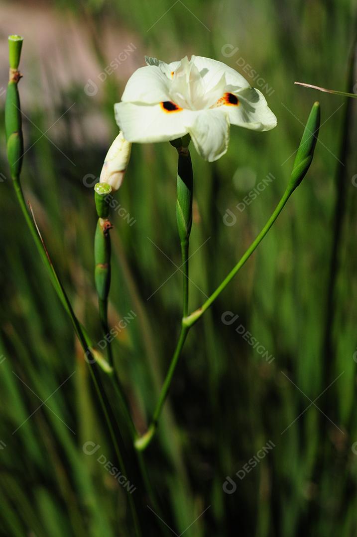 flor liliacea branca com fundo verde