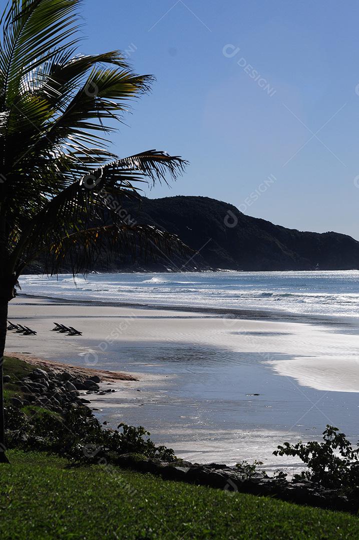 Paisagem tropical de verão com coqueiros e céu azul.