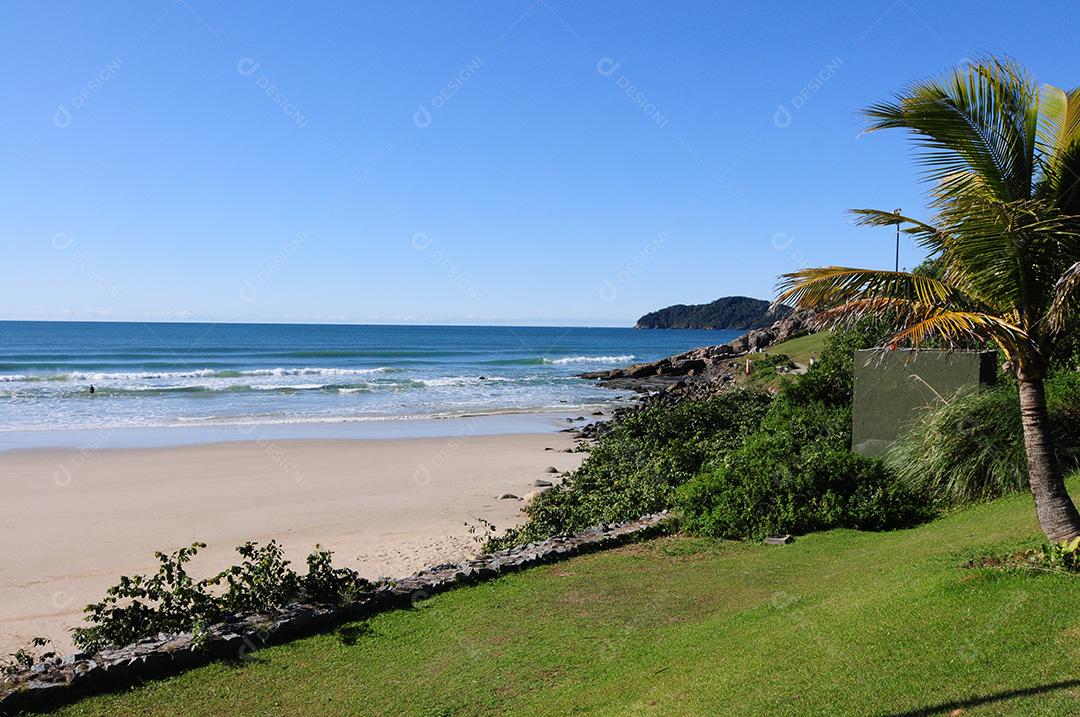 Paisagem tropical com coqueiros gramas