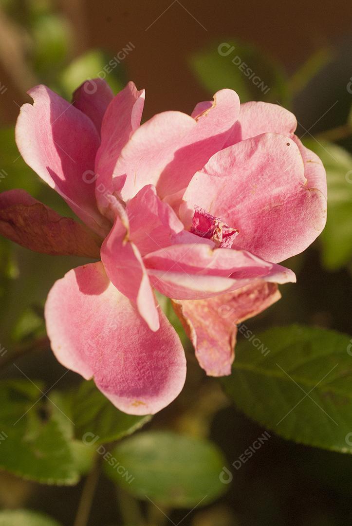 Planta flores flor rosas sobre fundo desfocado