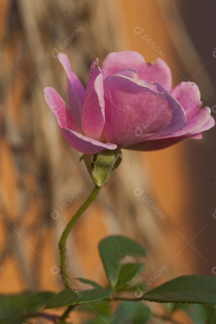 Planta flores flor rosas sobre fundo desfocado