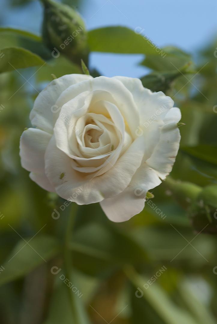 Planta flores flor sobre fundo desfocado