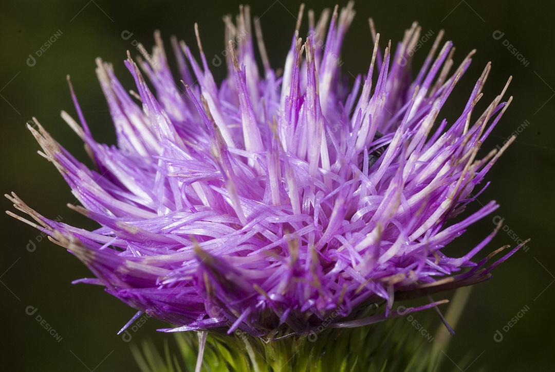 Flor cardo roxo ou dente de leão roxo.