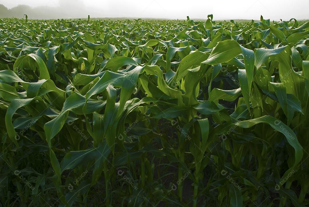 Plantação agropecuaria palntio fazenda