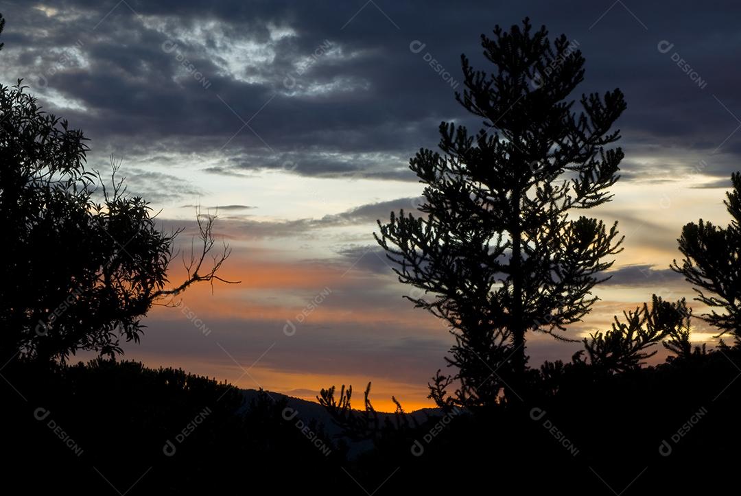 Paisagem por do sol floresta arvore céu nublado
