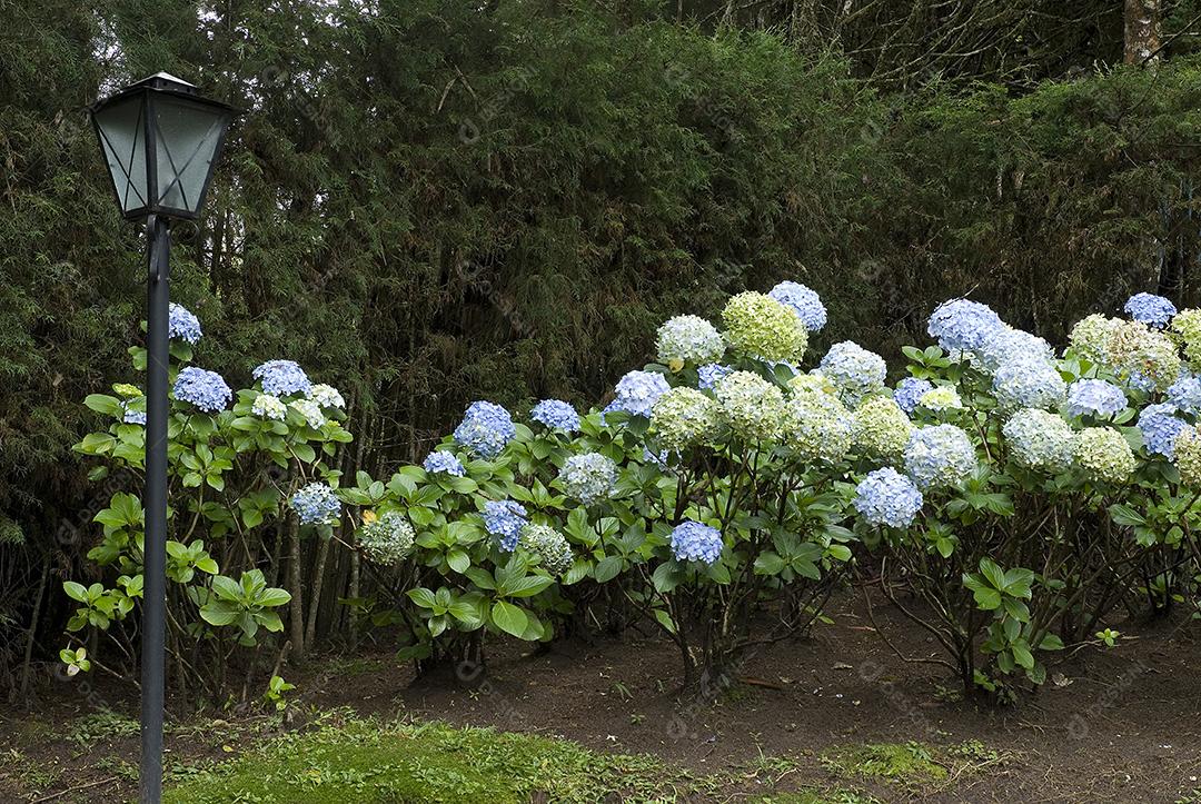 Hidrângea é um género de plantas fanerogâmicas Flores