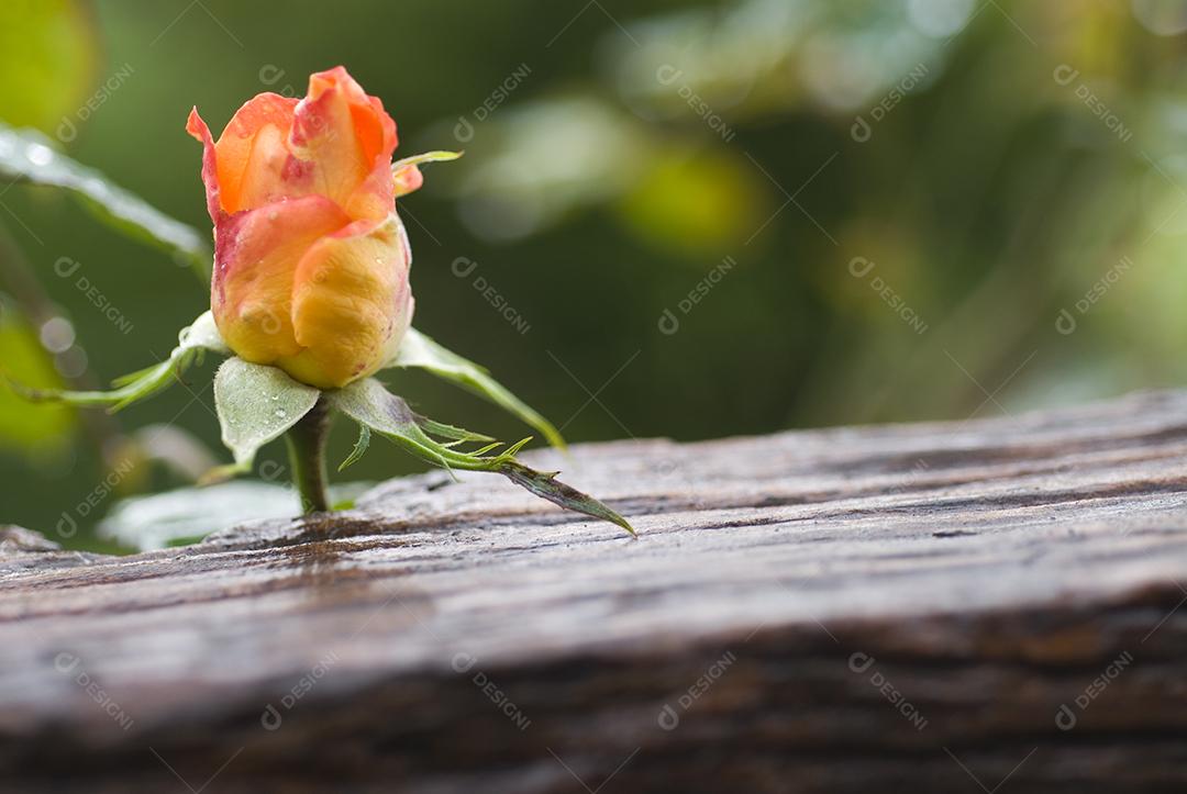 Flores planta flor rosas sobre fundo desfocado