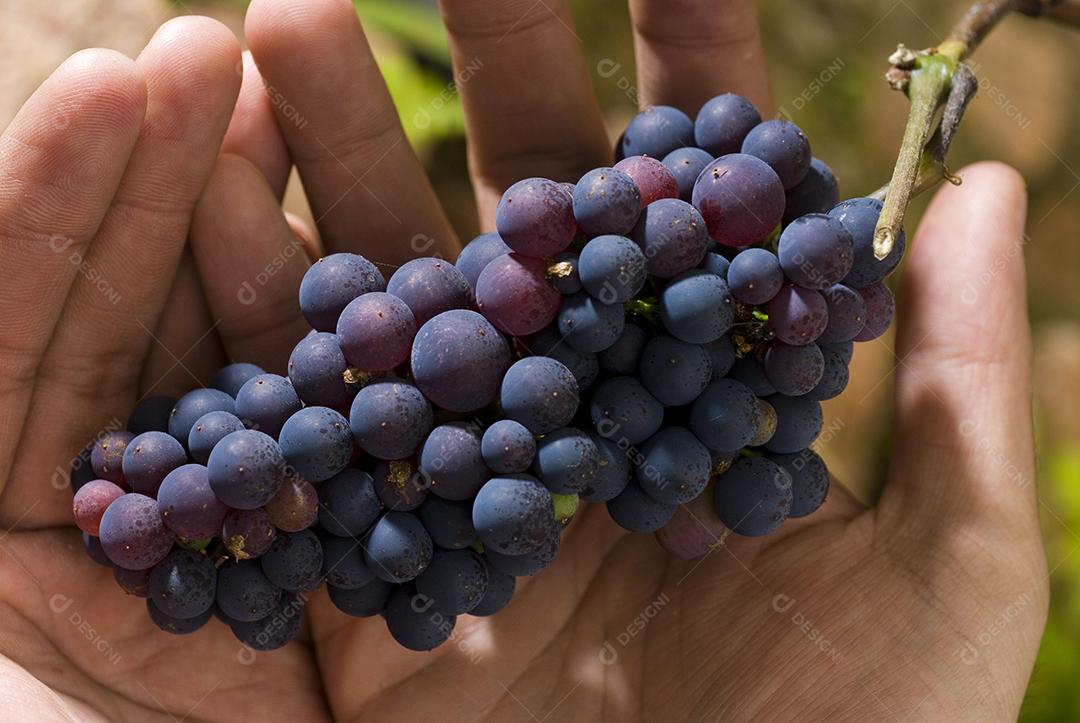 Uvas sendo colhida por homem. Plantação, agricultura