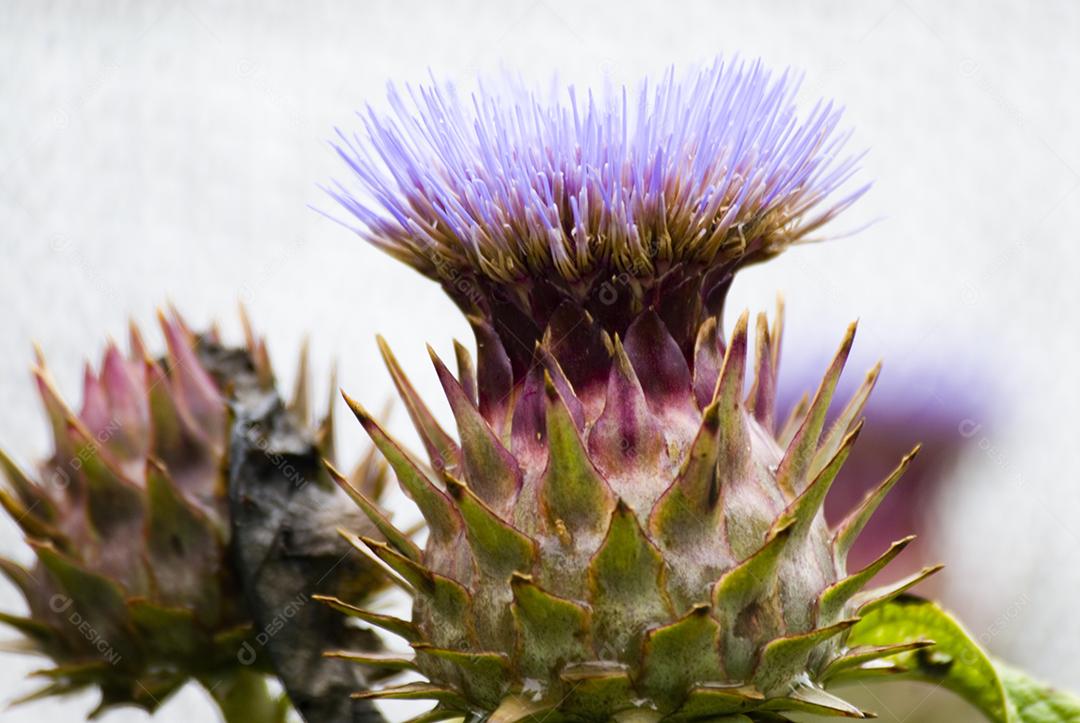 Cynara cardunculus, conhecida por cardo-coalheiro ou cardo-leiteiro, é, como a alcachofra, um cardo na família Asteraceae.