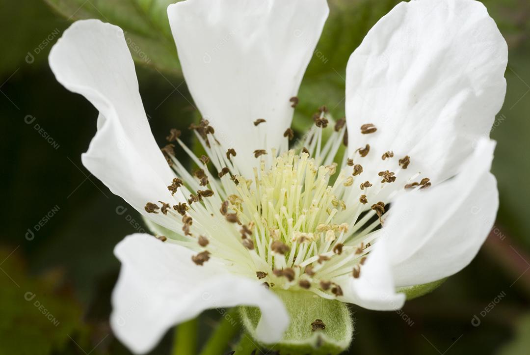 Fotografia de Flor de Amora Selvagem