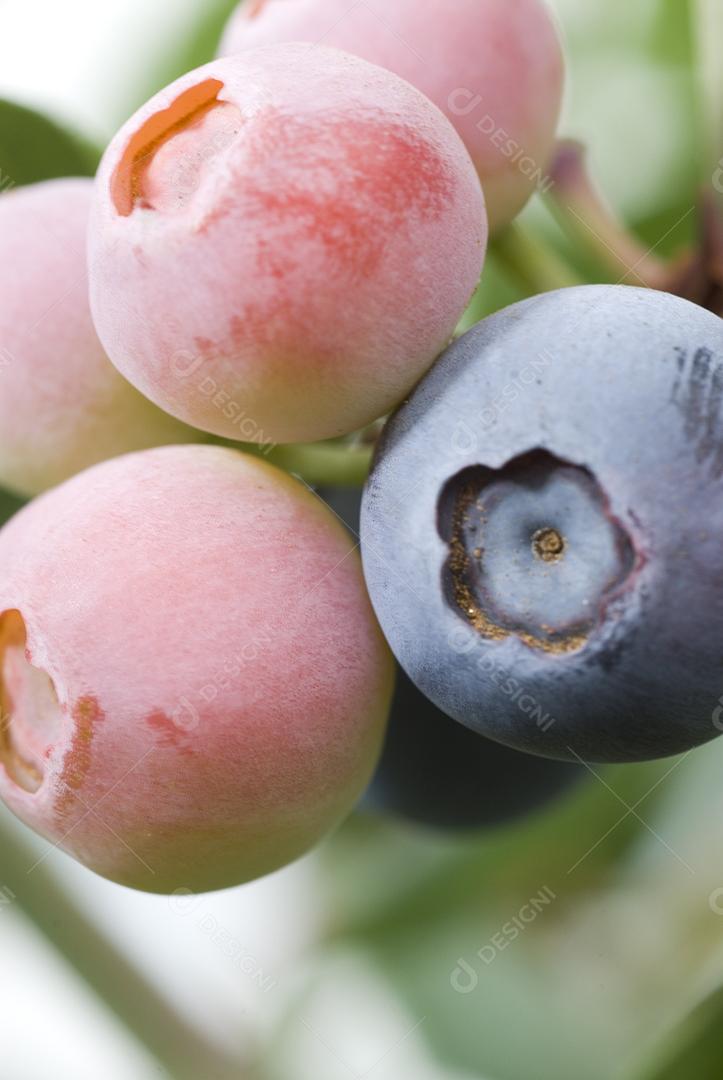 Ameixas frutas no talo. Ameixas maduras, de vez. Frutas.