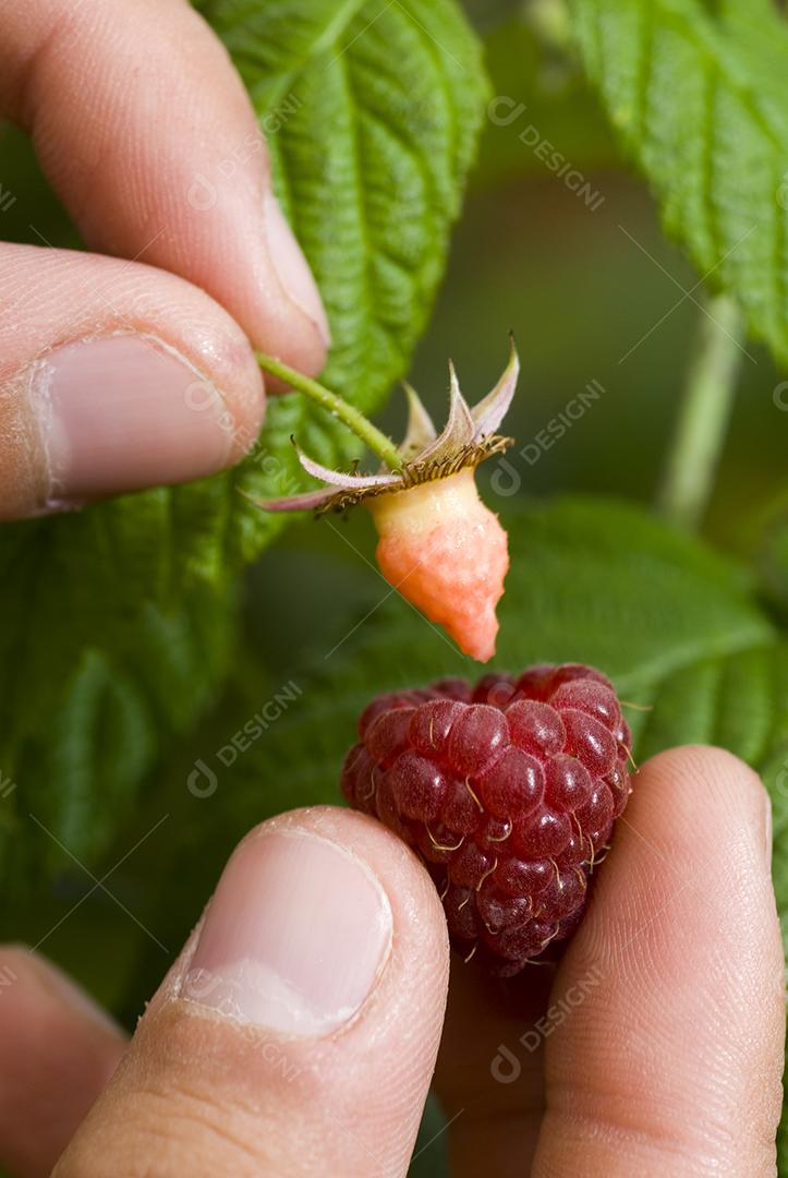 framboesa sendo retirada do pé. fruta vermelha deliciosa