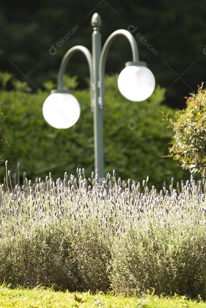 Porte de luz iluminação lâmpada sobre plantio de alecrim