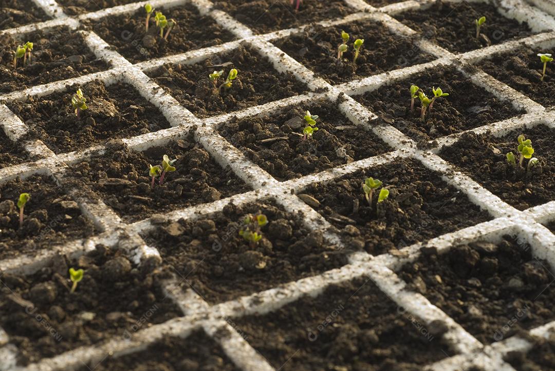 Plantio agropecuaria agronomia plantação