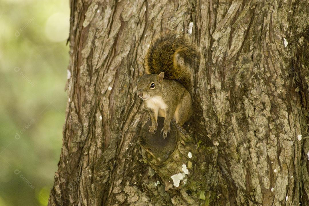 esquilo sobre árvore em floresta. Roedor